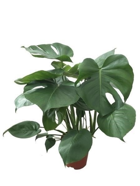 Fensterblatt, (Monstera delicosa), im 17cm Topf, ca. 70cm...