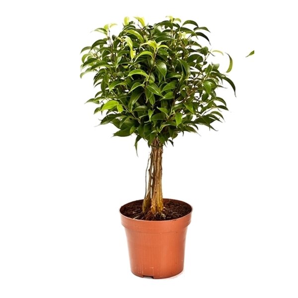 Ficus babilatos (Ficus babilatos), Sorte: Babilatos, als Stamm im 12cm Topf, ca. 35cm hoch