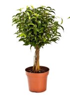 Ficus babilatos (Ficus babilatos), Sorte: Babilatos, als...