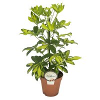 Strahlenaralie, (Schefflera arboricola), Sorte: Gerda, im...