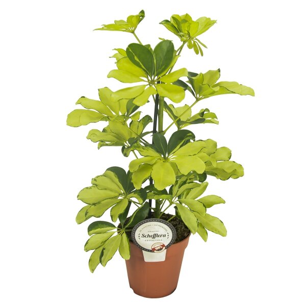 Strahlenaralie, (Schefflera arboricola), Sorte: Melanie, im 13cm Topf, ca. 45cm hoch
