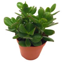 Geldbaum, (Crassula ovata), im 10cm Topf, ca. 15cm hoch