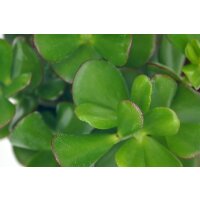 Geldbaum, (Crassula ovata), im 10cm Topf, ca. 15cm hoch