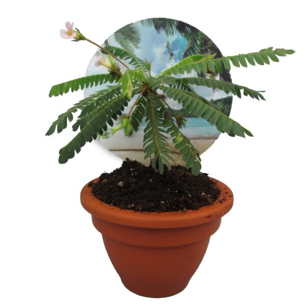 Südseepalme, (Biophytum sensitivum), im 9cm Topf