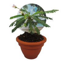 Südseepalme, (Biophytum sensitivum), im 9cm Topf