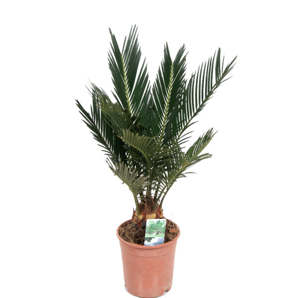 Palmfarn, (Cycas revolutaca). ca. 40cm hoch, im 12cm Topf