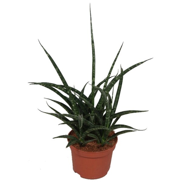 Sanseveria, (Sanseveria Fernwood Punki), ca. 30cm hoch, 10cm Topf