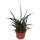 Sanseveria, (Sanseveria Fernwood Punki), ca. 30cm hoch, 10cm Topf