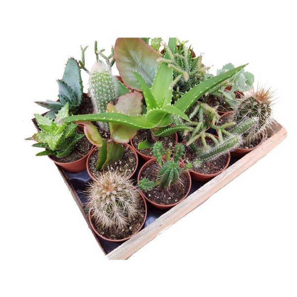 Mini-Kakteen im 5,5cm Topf - incl. Holzkiste, 16 Pflanzen