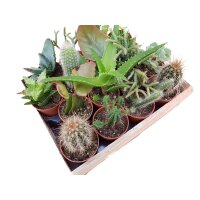 Mini-Kakteen im 5,5cm Topf - incl. Holzkiste, 16 Pflanzen
