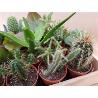 Mini-Kakteen im 5,5cm Topf - incl. Holzkiste, 16 Pflanzen