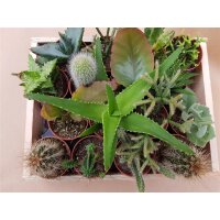 Mini-Kakteen im 5,5cm Topf - incl. Holzkiste, 16 Pflanzen