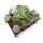 Mini-Kakteen im 5,5cm Topf - incl. Holzkiste, 16 Pflanzen