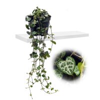 Leuchterblume, (Ceropegia woodii ssp. woodii), im 8cm Topf