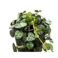 Leuchterblume, (Ceropegia woodii ssp. woodii), im 8cm Topf