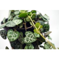 Leuchterblume, (Ceropegia woodii ssp. woodii), im 8cm Topf