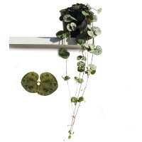 Leuchterblume, (Ceropegia woodii ssp. woodii), im 8cm Topf