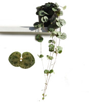 Leuchterblume, (Ceropegia woodii ssp. woodii), im 8cm Topf