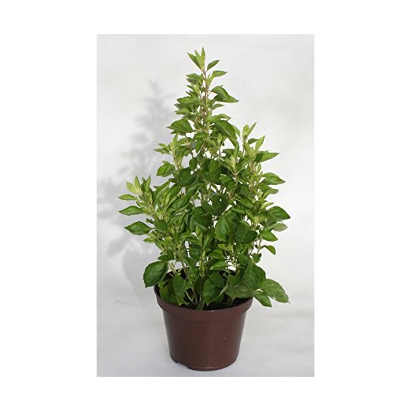 1x Basolica - die neue Generation Basilikum