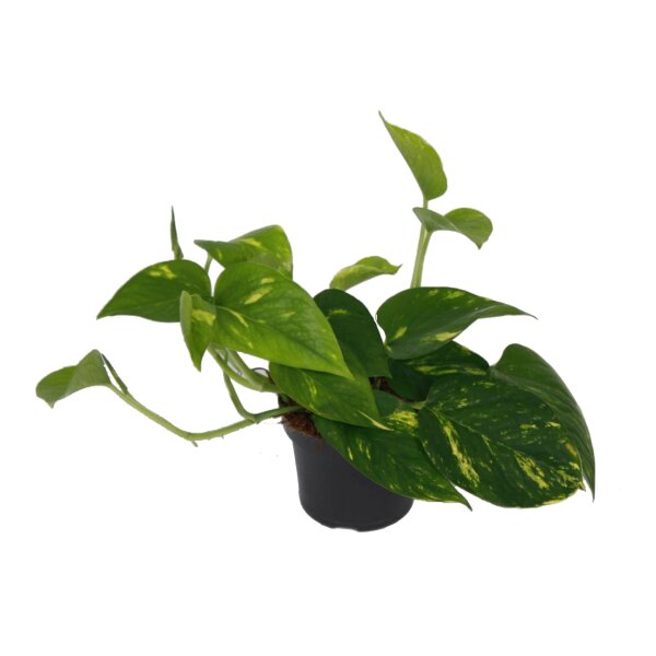Efeutute, (Epipremnum aureum), im 12cm Topf