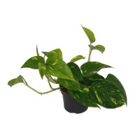 Efeutute, (Epipremnum aureum), im 12cm Topf