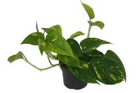 Efeutute, (Epipremnum aureum), im 12cm Topf