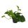 Efeutute, (Epipremnum aureum), im 12cm Topf