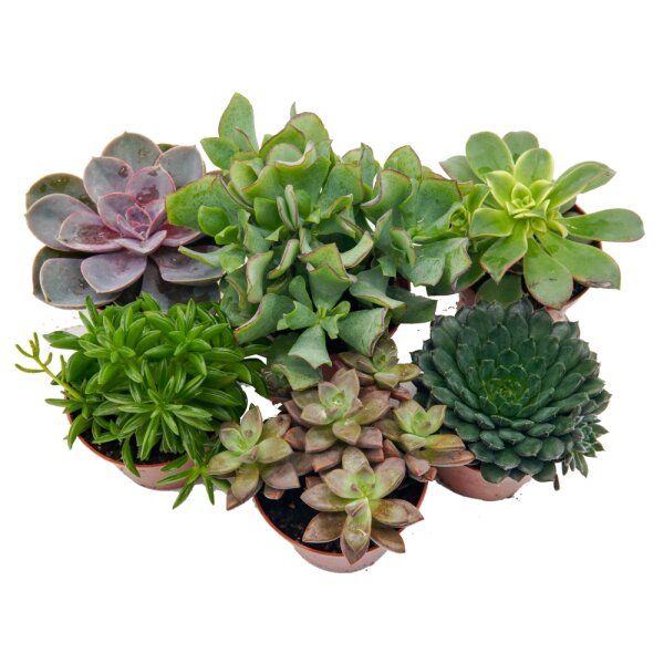 Sukkulenten Mischung, je im 9cm Topf, ca. 15cm hoch, 6 Stück