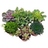 Sukkulenten Mischung, je im 9cm Topf, ca. 15cm hoch, 6 St&uuml;ck