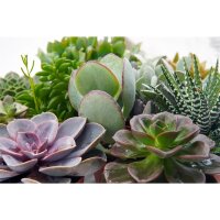 Sukkulenten Mischung, je im 9cm Topf, ca. 15cm hoch, 6 St&uuml;ck