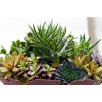 Sukkulenten Mischung, je im 9cm Topf, ca. 15cm hoch, 6 St&uuml;ck