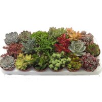 Sukkulenten Mischung, je im 9cm Topf, ca. 15cm hoch, 6 St&uuml;ck