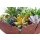 Sukkulenten Mischung, je im 9cm Topf, ca. 15cm hoch, 6 Stück