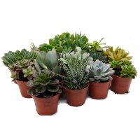 Sukkulenten Mischung, je im 9cm Topf, ca. 15cm hoch, 12 St&uuml;ck