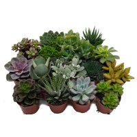 Sukkulenten Mischung, je im 9cm Topf, ca. 15cm hoch, 18 St&uuml;ck