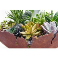 Sukkulenten Mischung, je im 9cm Topf, ca. 15cm hoch, 18 St&uuml;ck