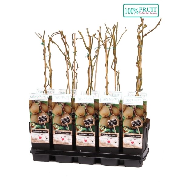 Kiwi, (Actinidia deliciosa). Sorte: Jenny, Selbstbefruchtend, ca. 65cm hoch, im 14cm Topf
