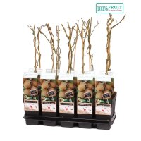 Kiwi, (Actinidia deliciosa). Sorte: Jenny, Selbstbefruchtend, ca. 65cm hoch, im 14cm Topf