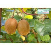 Kiwi, (Actinidia deliciosa). Sorte: Jenny, Selbstbefruchtend, ca. 65cm hoch, im 14cm Topf