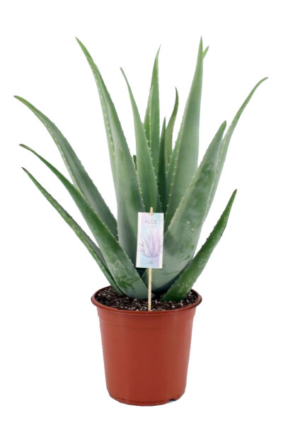 Echte Aloe Vera, (Aloe Vera), ca. 45cm hoch, im 14cm Topf