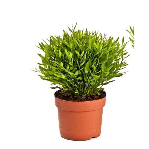 Zimmerbammbus, (Bamboo Monica), ca. 25cm hoch im 12cm Topf