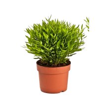 Zimmerbammbus, (Bamboo Monica), ca. 25cm hoch im 12cm Topf