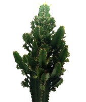 Wolfsmilch Kaktus, (Euphorbia ingens), Sorte: Aeritrea,...