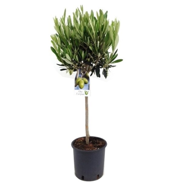 Olivenbaum - Hochstamm, (Olea europea), ca. 100cm hoch im ca. 21cm Topf