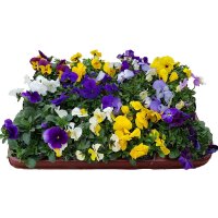 Hornveilchen Mix im 9,5cm Topf (Viola cornuta), 12...