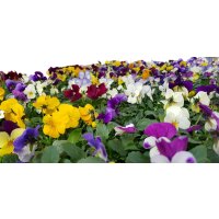 Hornveilchen Mix im 9,5cm Topf (Viola cornuta), 12...