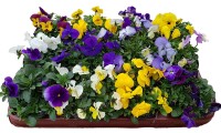 Hornveilchen Mix im 9,5cm Topf (Viola cornuta), 12 Pflanzen im Set