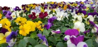 Hornveilchen Mix im 9,5cm Topf (Viola cornuta), 12...