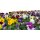 Hornveilchen Mix im 9,5cm Topf (Viola cornuta), 12 Pflanzen im Set
