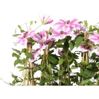 Clematis, (Clematis patens). Sorte: Nelly Moser, ca. 65cm hoch, im 14cm Topf
